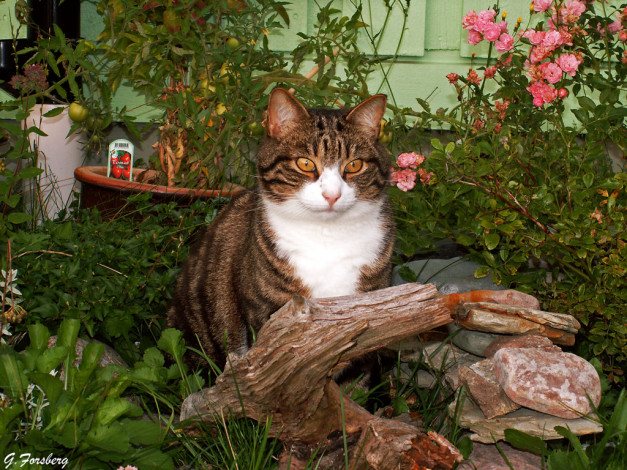 Обои картинки фото животные, коты