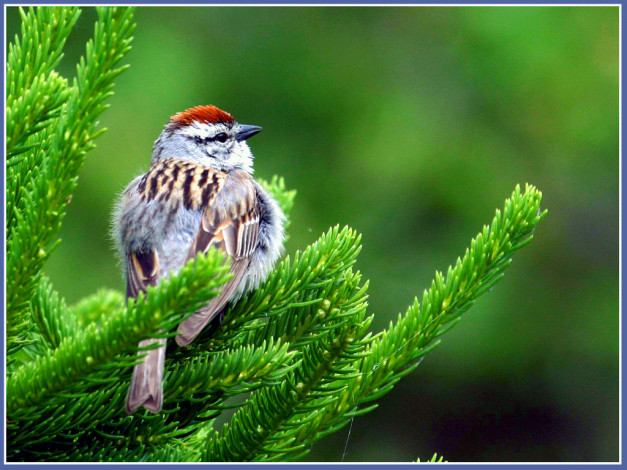 Обои картинки фото животные, воробьи