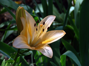 Картинка цветы лилии лилейники