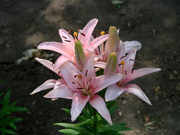 Обои картинки фото цветы, лилии, лилейники