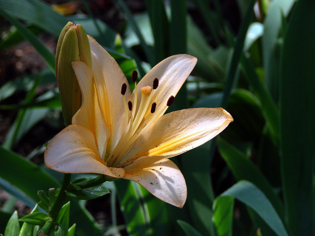 Обои картинки фото цветы, лилии, лилейники