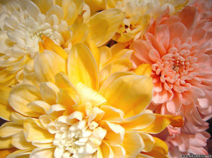 Картинка цветы хризантемы