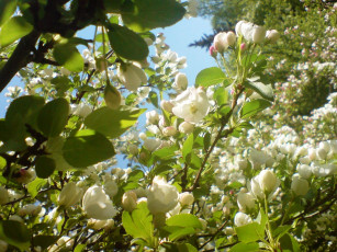 Картинка цветы цветущие деревья кустарники