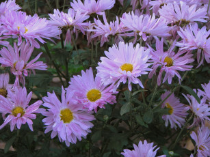 Картинка цветы хризантемы