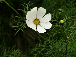 Картинка цветы космея