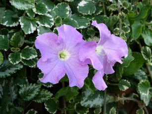 Картинка цветы петунии калибрахоа