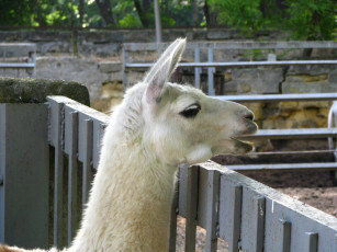 Картинка животные ламы