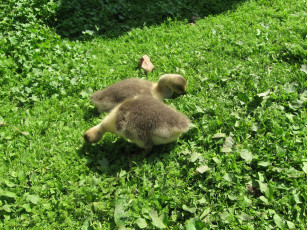 Картинка животные лебеди