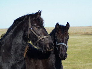 Картинка животные лошади