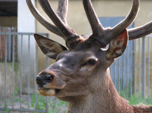 Картинка животные олени