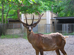 Картинка животные олени