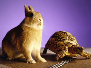 Картинка животные разные вместе