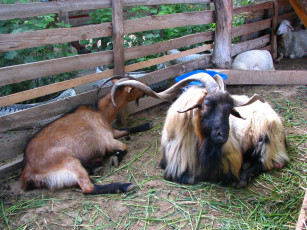 Картинка животные разные вместе