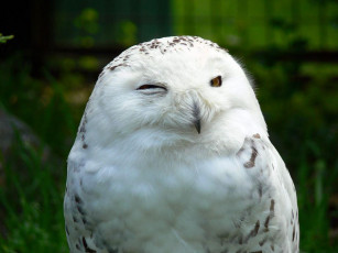 Картинка животные совы