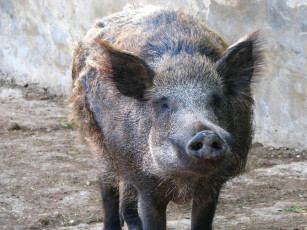 Картинка животные свиньи кабаны