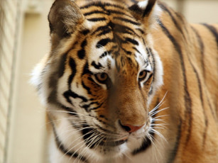 Картинка животные тигры