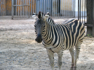 Картинка животные зебры