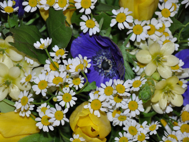 Обои картинки фото цветы, букеты, композиции