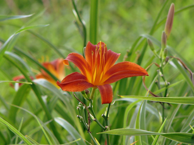 Обои картинки фото цветы, лилии, лилейники