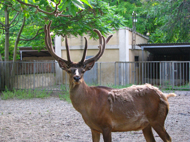 Обои картинки фото животные, олени