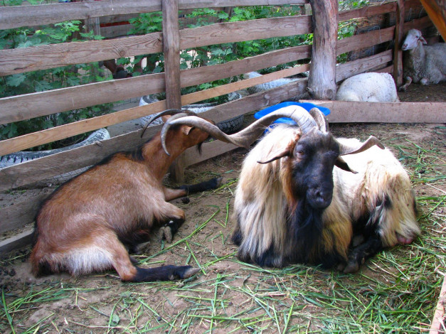 Обои картинки фото животные, разные, вместе