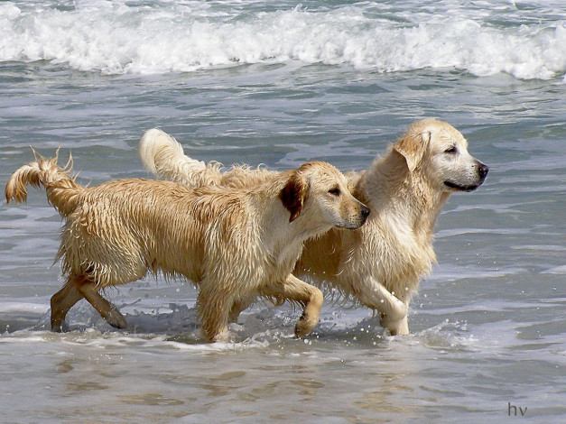 Обои картинки фото животные, собаки