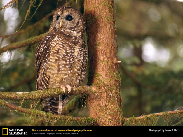 Обои картинки фото животные, совы