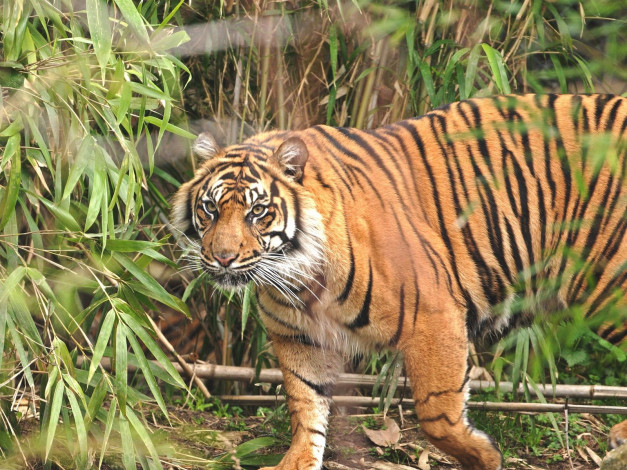 Обои картинки фото животные, тигры