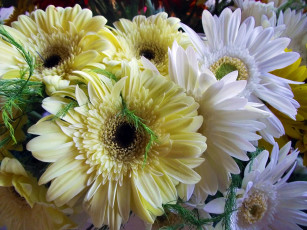 Картинка цветы герберы кремовые белые