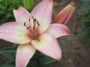 Картинка цветы лилии лилейники капли