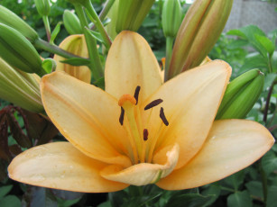 Картинка цветы лилии лилейники желтая