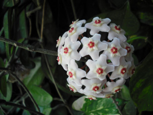 Картинка хойя цветы цветущие деревья кустарники белые