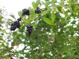 Картинка природа Ягоды ветки