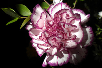 Картинка цветы гвоздики круглый красно-белый пестрый