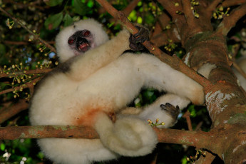 Картинка животные лемуры на ветке