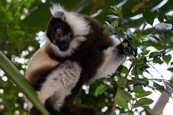 Картинка животные лемуры зверек листья