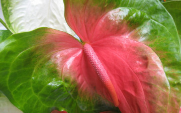 Картинка цветы антуриум цветок фламинго макро