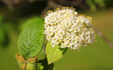 Картинка цветы цветущие деревья кустарники белые цветочки