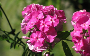 Картинка цветы флоксы розовые