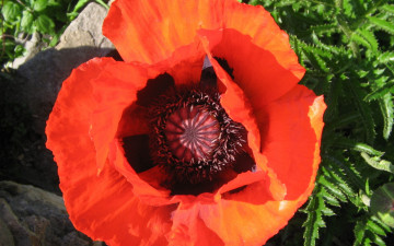 Картинка цветы маки яркий крупно