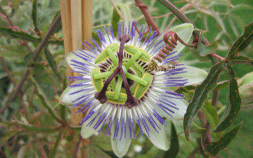 Картинка цветы пассифлора оригинальный