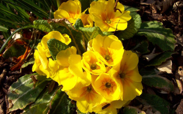 Картинка цветы примулы яркие солнечные