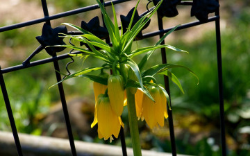 Картинка цветы рябчики желтые