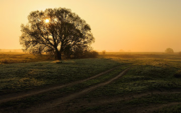 Картинка природа деревья пейзаж дорога дерево