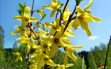 Картинка ракитник цветы цветущие деревья кустарники золотые