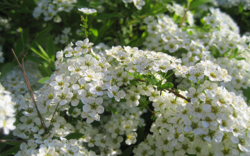 Картинка таволга цветы цветущие деревья кустарники белые много