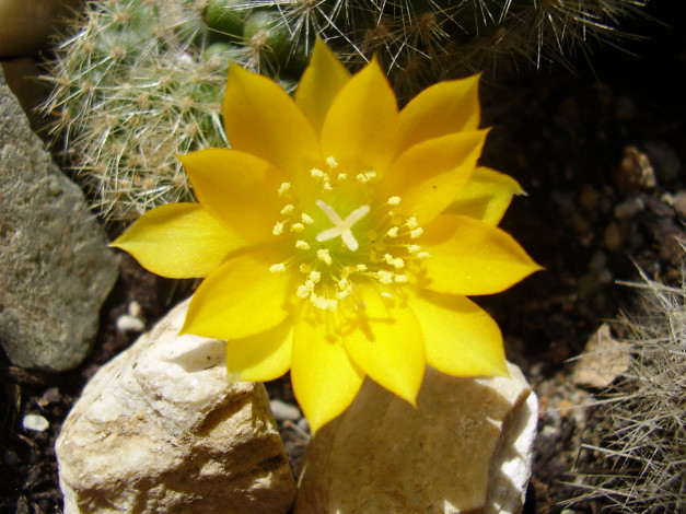 Обои картинки фото цветы, кактусы, желтый