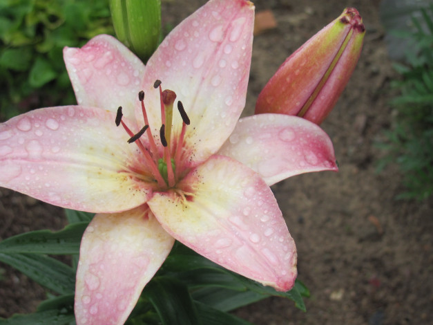 Обои картинки фото цветы, лилии, лилейники, капли