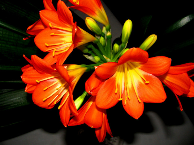 Обои картинки фото кливия, цветы, алые