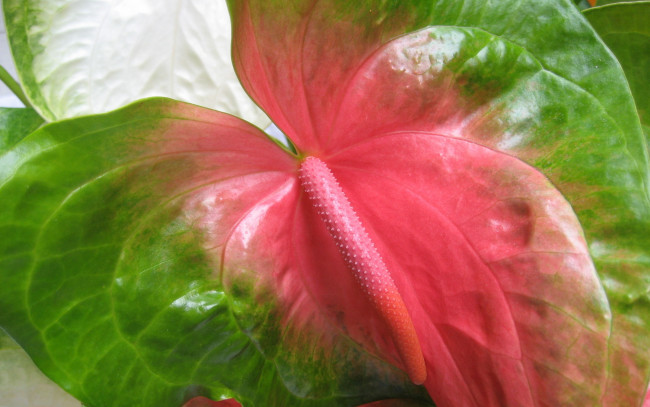 Обои картинки фото цветы, антуриум, цветок, фламинго, макро